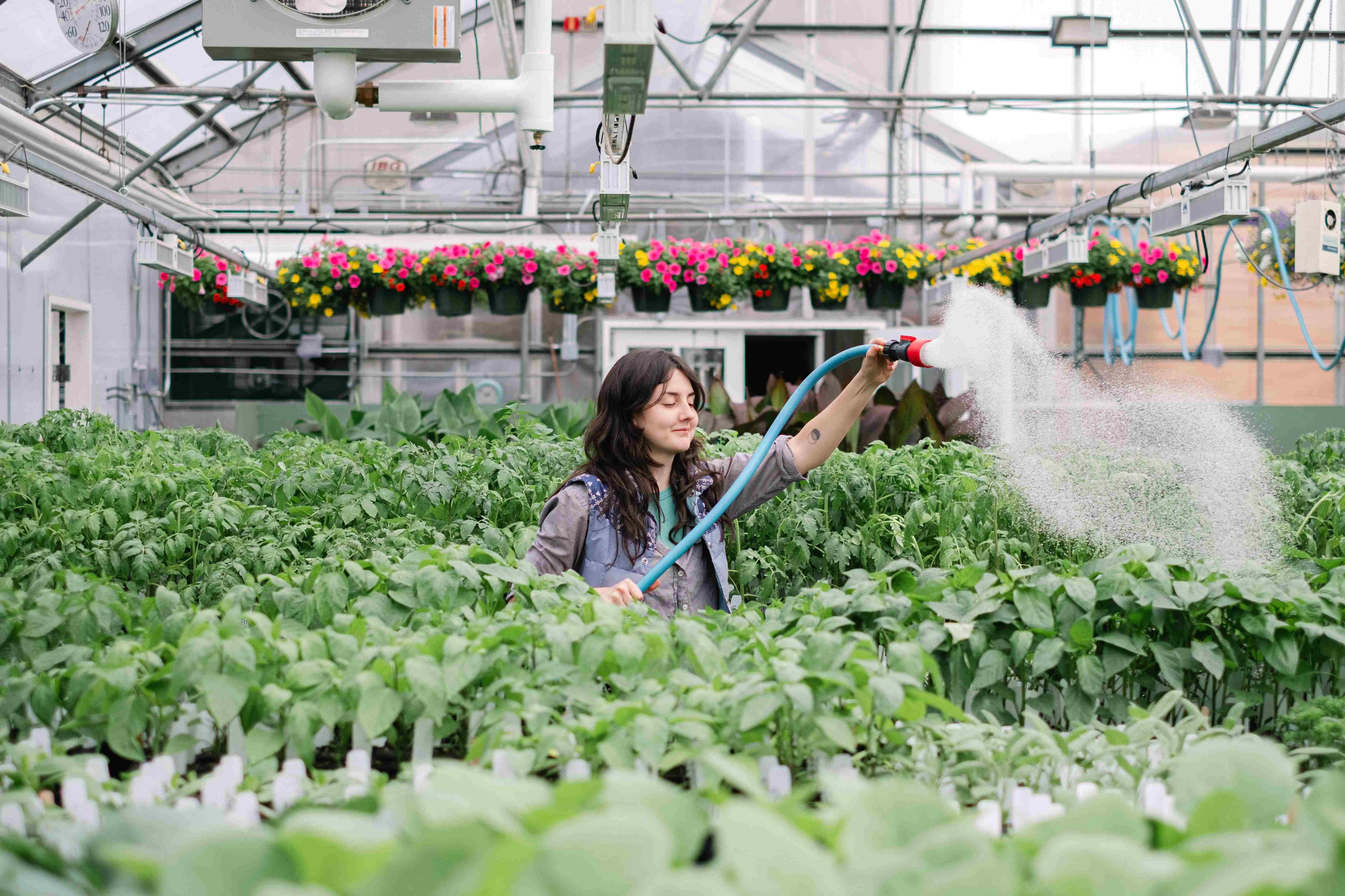A student watering plants in the greenhouse