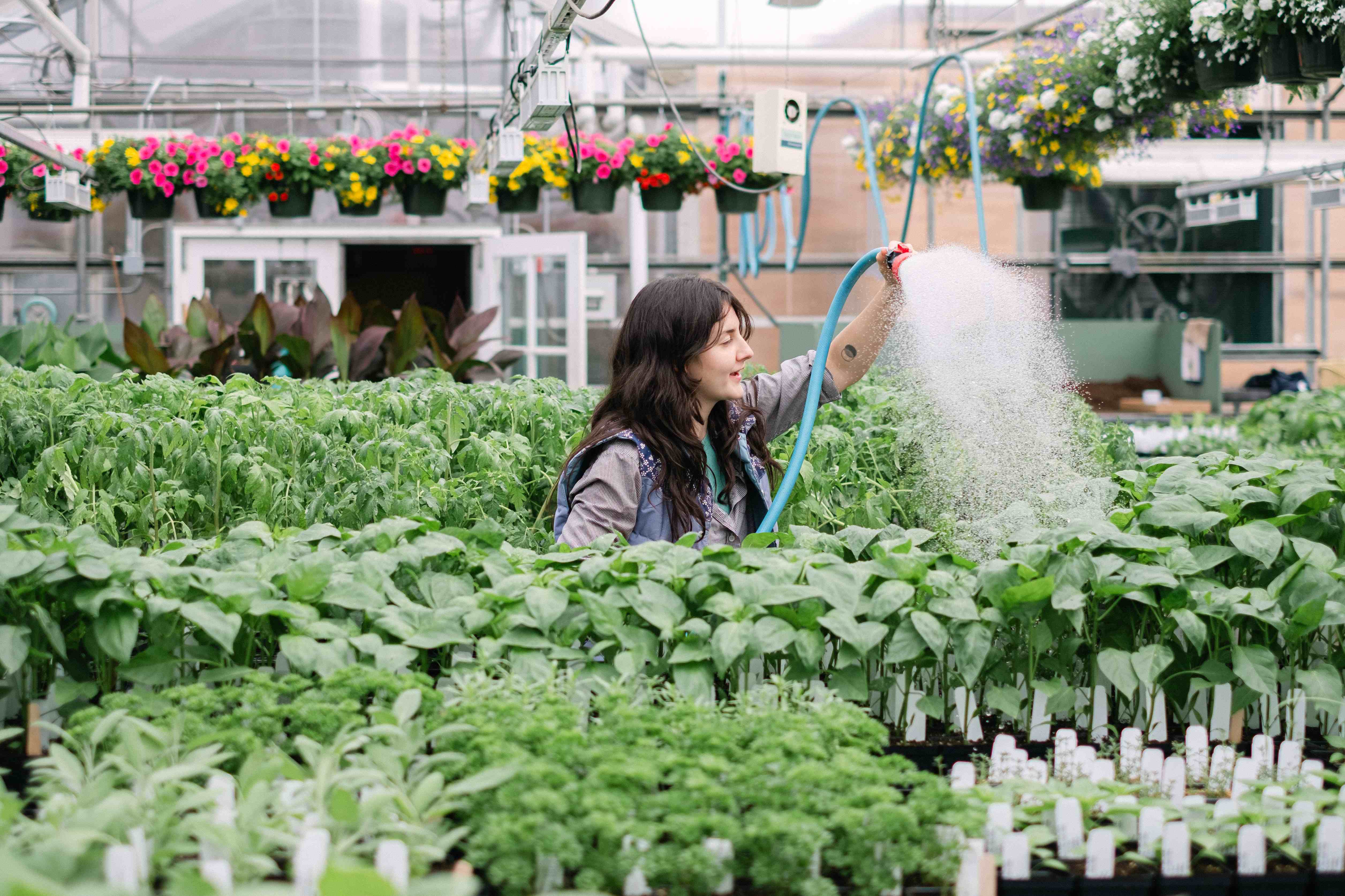 Plants being watered in the greenhouse