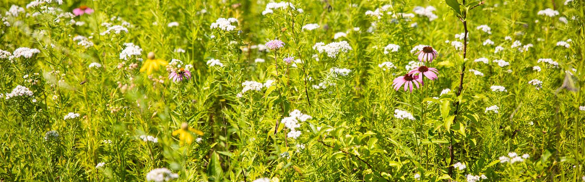 A field of wildflowers