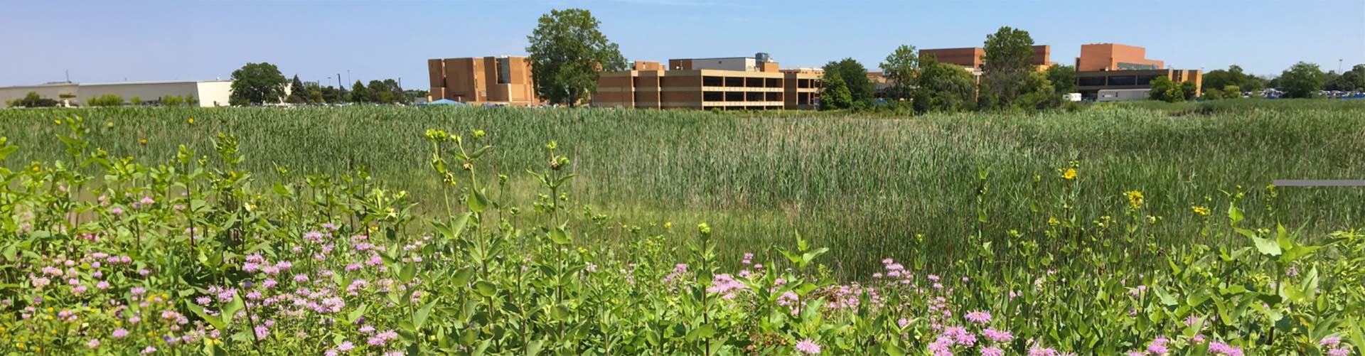 Wetlands habitat at Grayslake Campus along the living lab trail