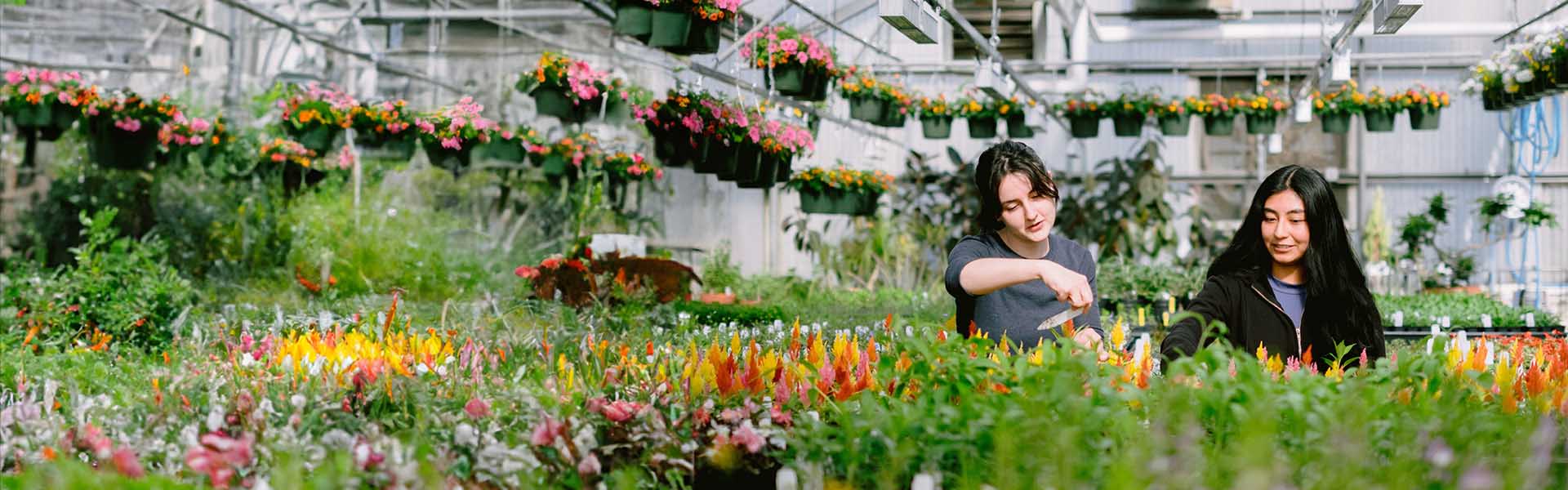 Students working with flowering plants in a greenhouse.