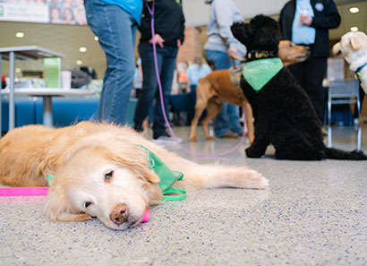 Service dogs at open house