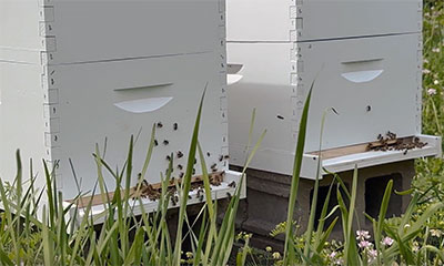 Bee hives on the CLC campus farm, Grayslake, IL
