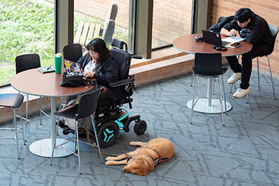 Student in wheelchair with therapy dog studying in commons