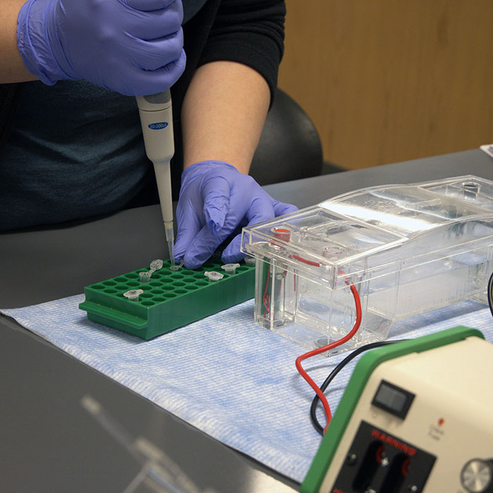 Student performing gel electrophoresis