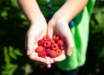 Cupped hands holding ripe, red raspberries